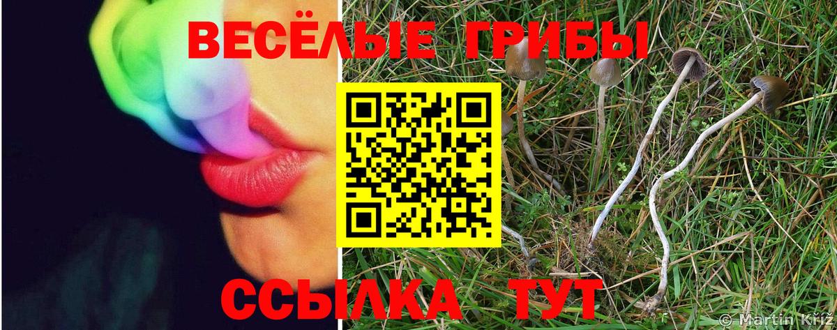как найти закладки  Псилоцибиновые грибы Cubensis  Владивосток  Вход с VPN  Псилоцибиновые грибы GOLDEN TEACHER 